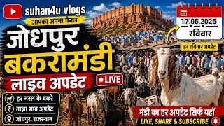 Jodhpur Bakra Mandi (17.05.2026) Sunday Live |Latest Goat Market Rates| Rajasthan🐐Mandi
