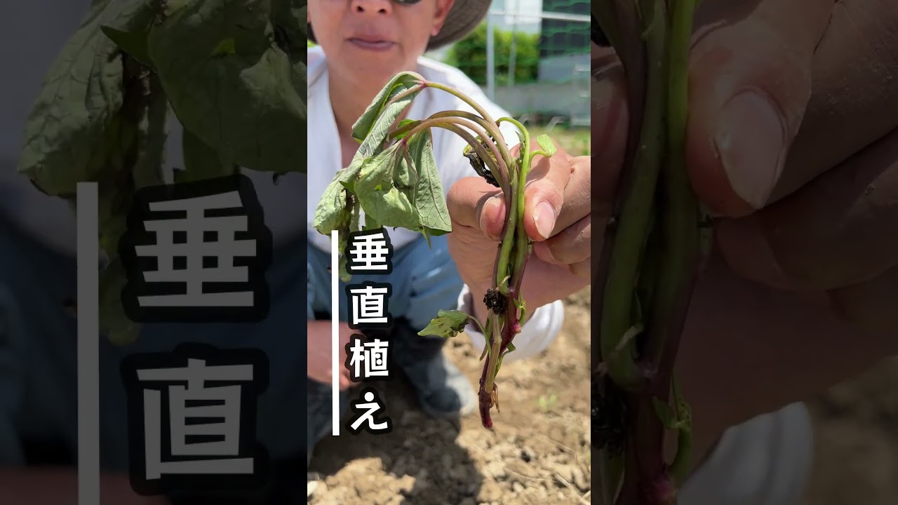 サツマイモの植え付け】植え方によって芋の大きさが変わるよ♪#shorts