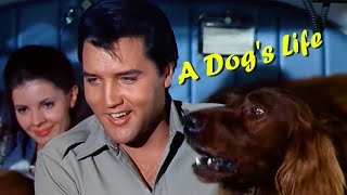 ELVIS PRESLEY - A Dog&#39;s Life  ( New Edit ) 4K