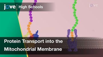 Protein Transport into the Inner Mitochondrial Membrane | Cell Bio | Video Textbooks - Preview