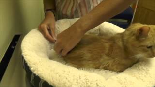 Cheat Lake Animal Hospital