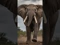 angry elephant 🐘. #trendingshorts #viralvideo #shortsviral #automobile