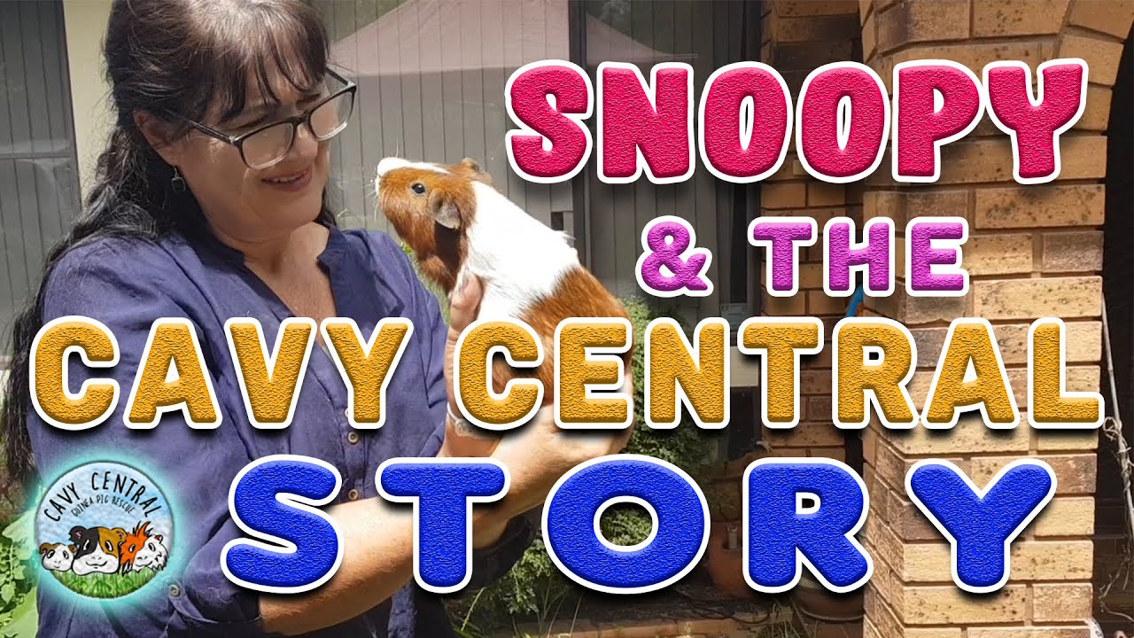 Lyn from Cavy Central Guinea Pig rescue in Sydney and Snoopy YouTube