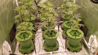5x5 Grow - 1 (Red Runtz, GMOxRootbeer, LA Kush Cake)