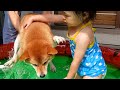 柴犬をプールに入れたら2歳娘が優しくて感動した｜犬と子供のvlog