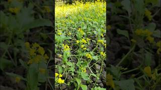 #gardening #shortsvideo #shortsfeed #village #youtubeshorts #viral #tokjhalmisti #ytshorts