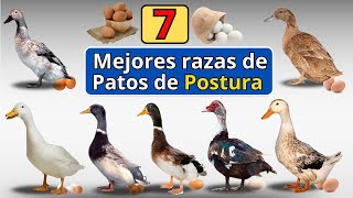 Las 7 mejores razas de patos ponedores de todo el mundo