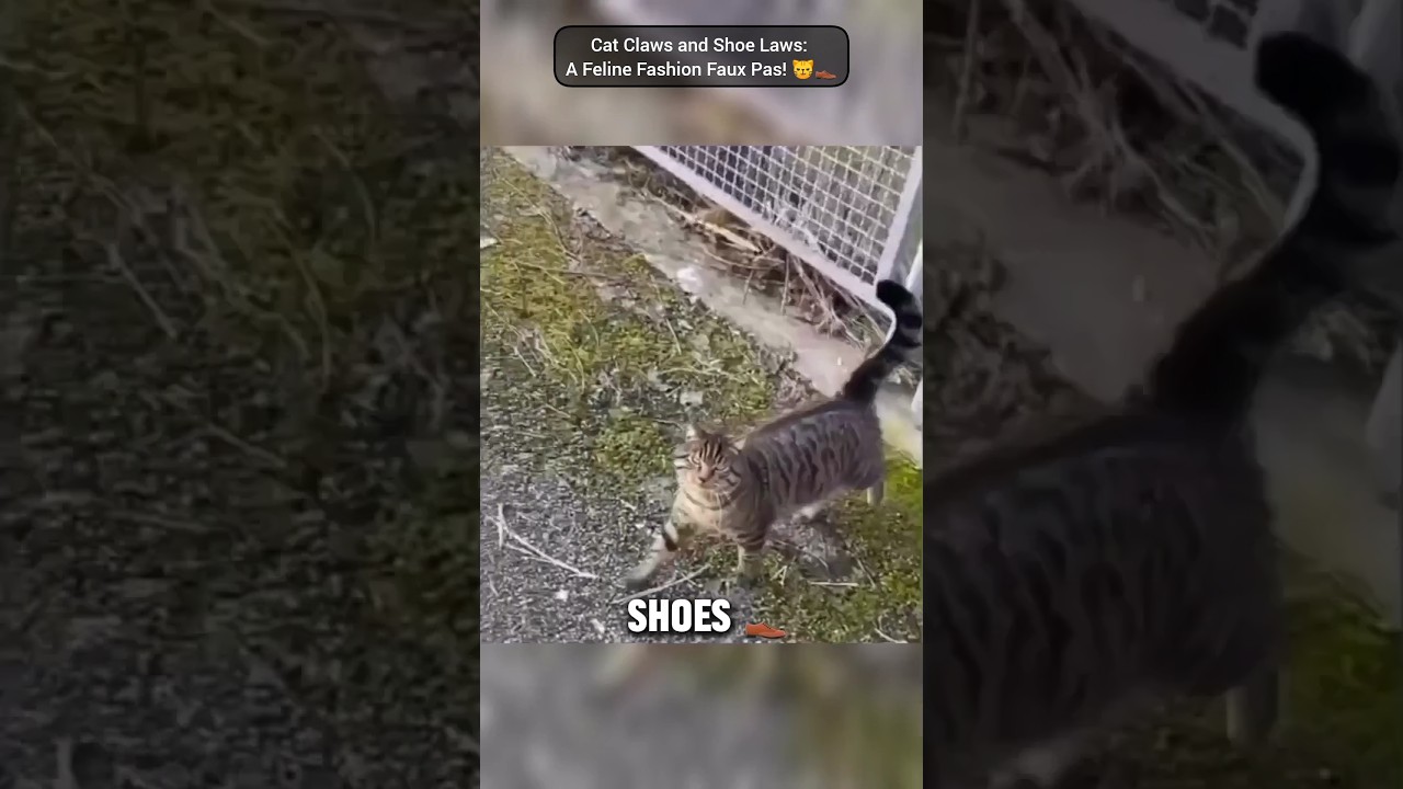 Never trust cats 😭🐈