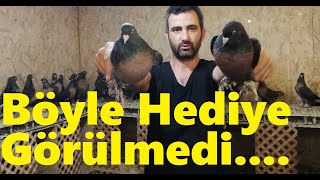 Sahi̇plendi̇ri̇ldi̇. Toptan Miro Güvercini. Yağlı Miro Güvercinlerini Kaçırma Sakın.