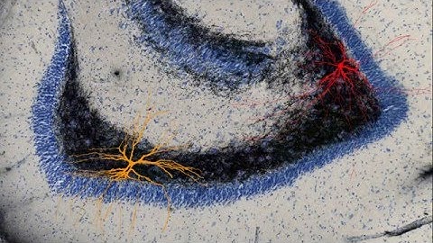 Next generation rodent brain atlases