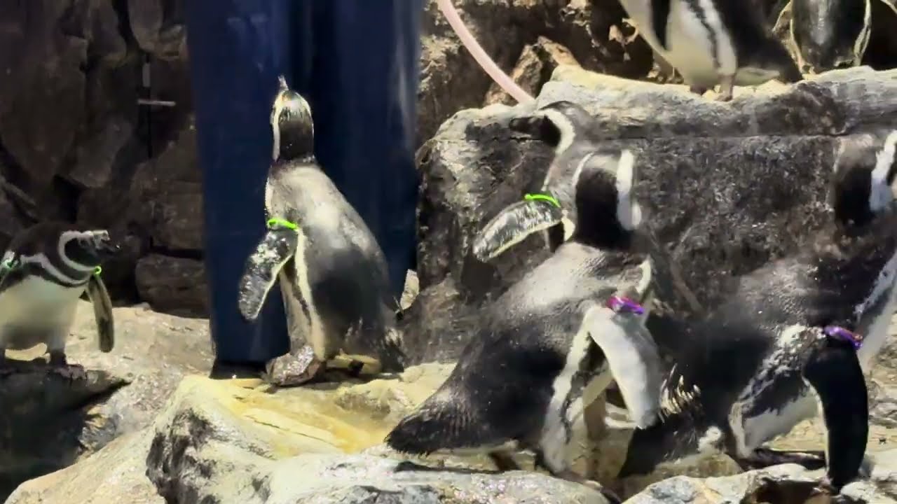 ごはんだよー～チェリーはみんなにいじめられる～わらびののんびりごはん