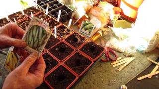 For New Gardeners: How to Seed Start Zucchini and Squash Indoors: Big Plants! - MFG 2014