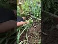 Cleaning weed covered land using cutting scissors #shorts