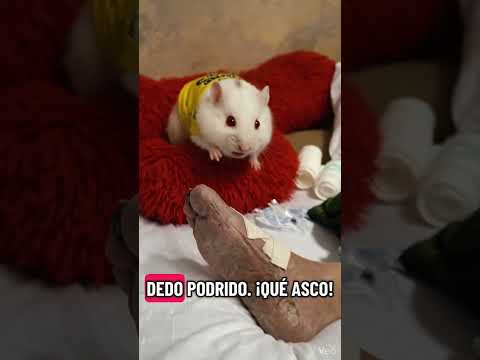 hámster y la pata apestosa #humor #comedy #memes #hamsters #comedia #pets #funny