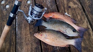 Dania Beach Pier FISHING (Mangrove Snapper)