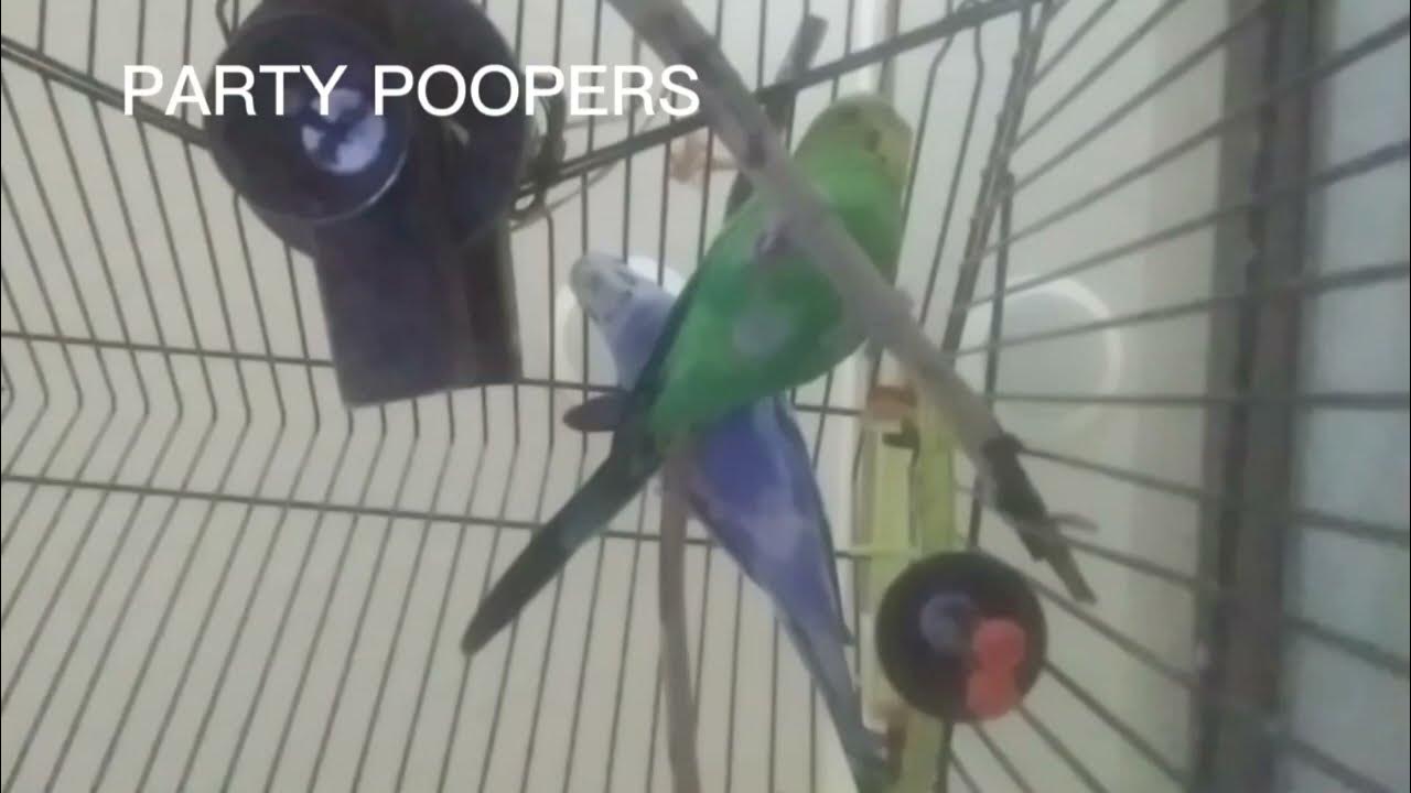 JoJo and Taffy Poop on the Phone YouTube