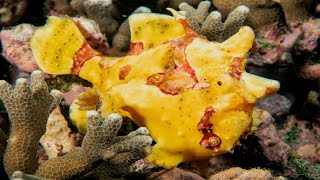 Frogfishes on Panglao, Philippines (Рыбы лягушки/Удильщики)