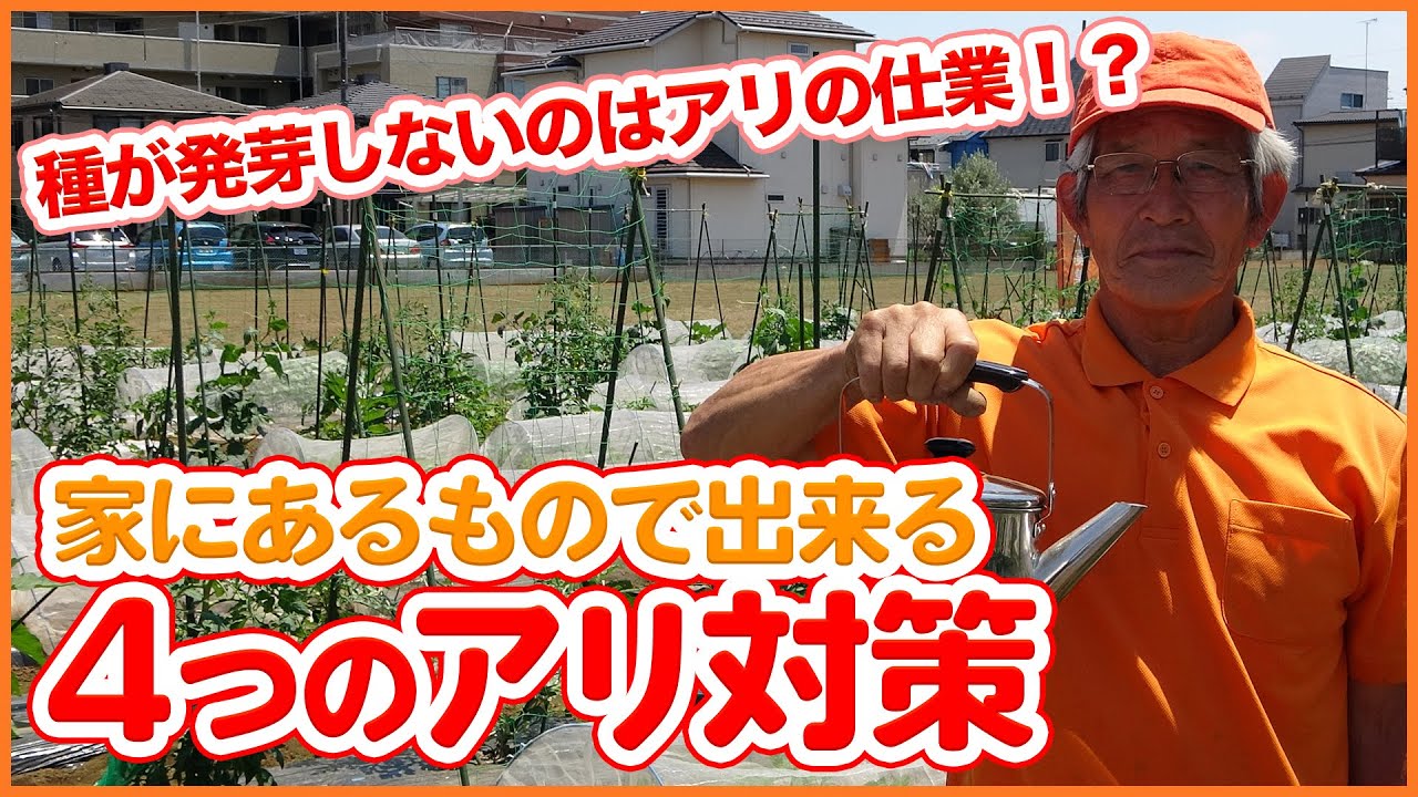 大量発生する前に！畑に住みつくアリを撃退する方法！トラップ・お湯で巣ごと撃退！【家庭菜園】【害虫対策】