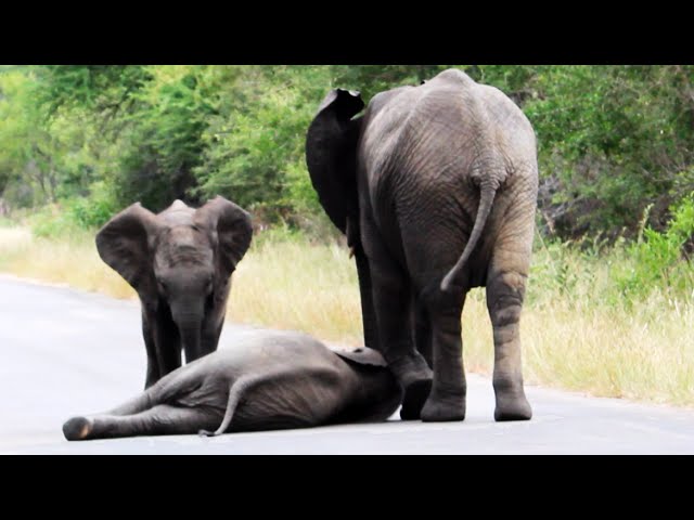 VIDEO. Des oiseaux agacent un bébé éléphant en lui tournant autour