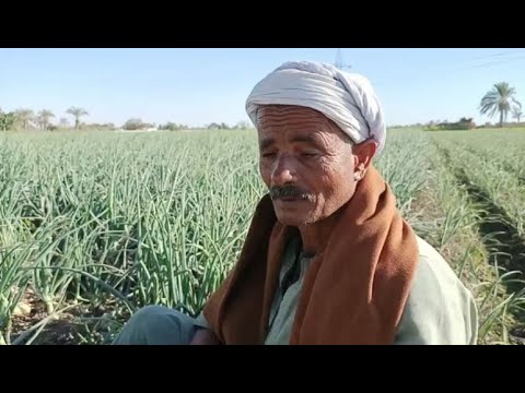 بيغني للزرع عم سعودي فلاح بالمنيا قبل الحصاد البصل بنبيعه للتاجر ب 15 جنيه وهيرخص قريب