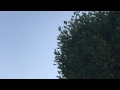 قاعده التناظر وقاعده خلفيه الصوره قاعده التناظر وقاعده خلفيه الصوره