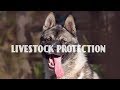 Top 10 Best Guard Dogs Breeds for Livestock and Poultry Protection