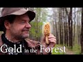 Morel Mushrooms Cooked Perfectly - Forest Food
