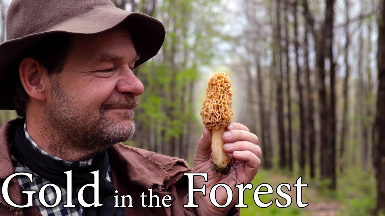 Morel Mushrooms Cooked Perfectly - Forest Food