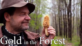 Morel Mushrooms Cooked Perfectly - Forest Food