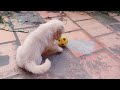 Vigo love playing ball  golden retriever puppy