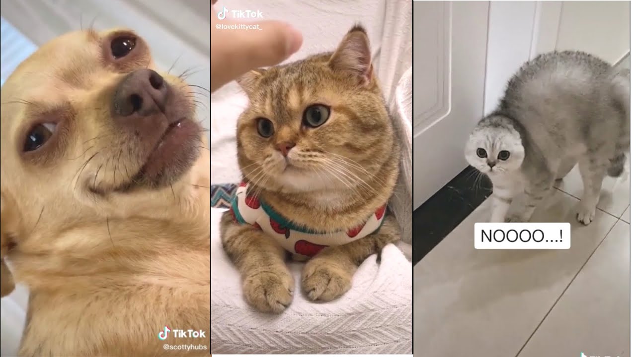 Funny And Adorable Tiktok Pets That Will Make Your Day | TikTok ...