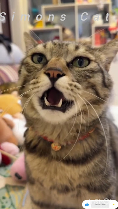 Cat Attracting Sound 100% Working Sound to Attract Cats Instantly Meow Sound for Cats #shorts