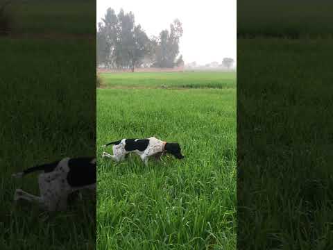 English pointer working