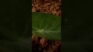 galaxy a 54 5g camera test photos #music #winter #song