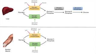 Glycogen Metabolism | Glycogenolysis | Pathway, Enzymes and Regulation