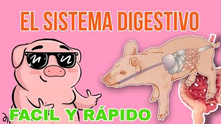 SISTEMA DIGESTIVO DEL CERDO Y SUS FUNCIONES.  'solo lo que es'