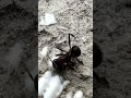 🤯 What do you think happened to this ant? #ants #animals