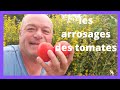 les arrosages des pieds de tomates (liquide nutritif )