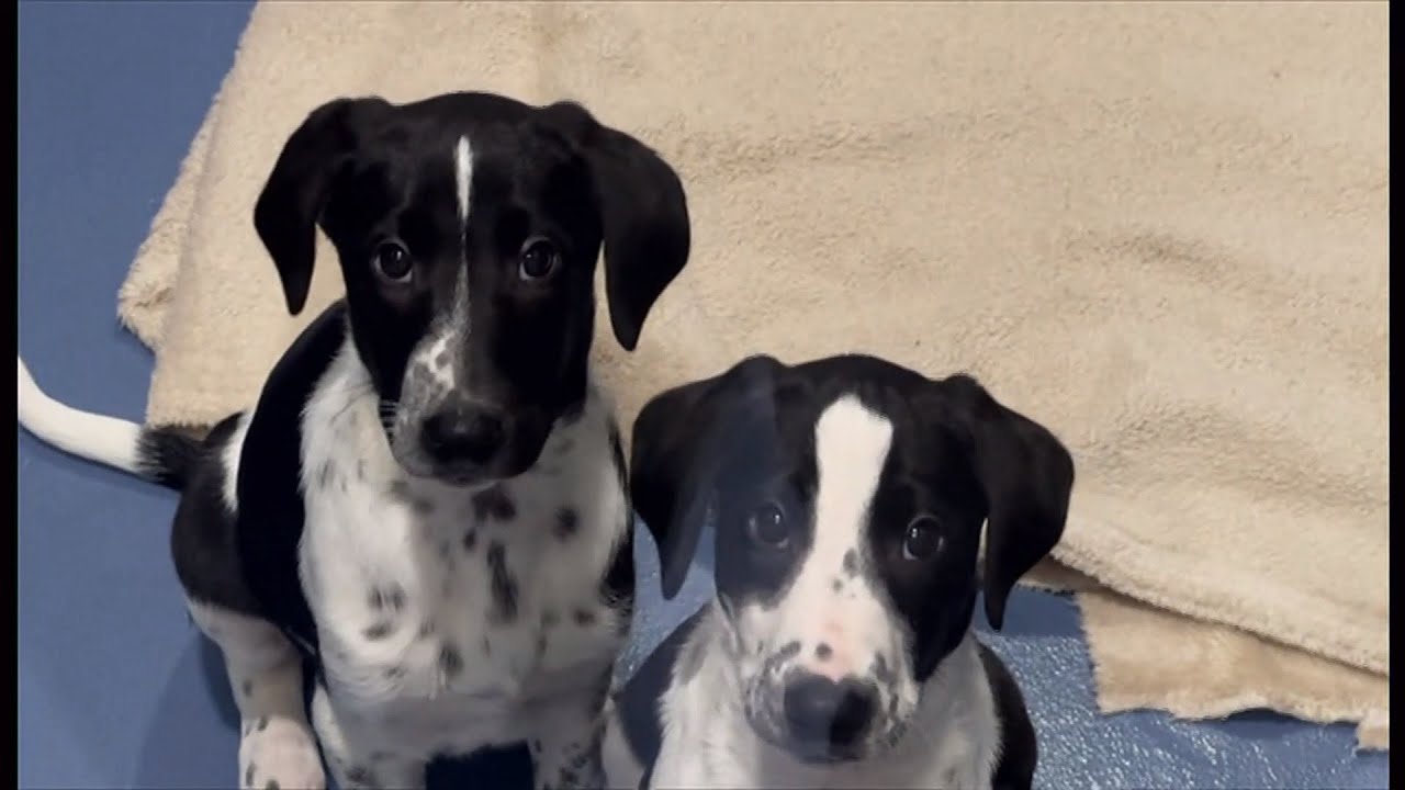 battersea-dogs-cats-home-homing-animals-at-christmas-beyond-uk