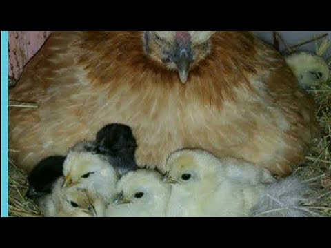En Çok Gurk Olan 10 Tavuk Türü