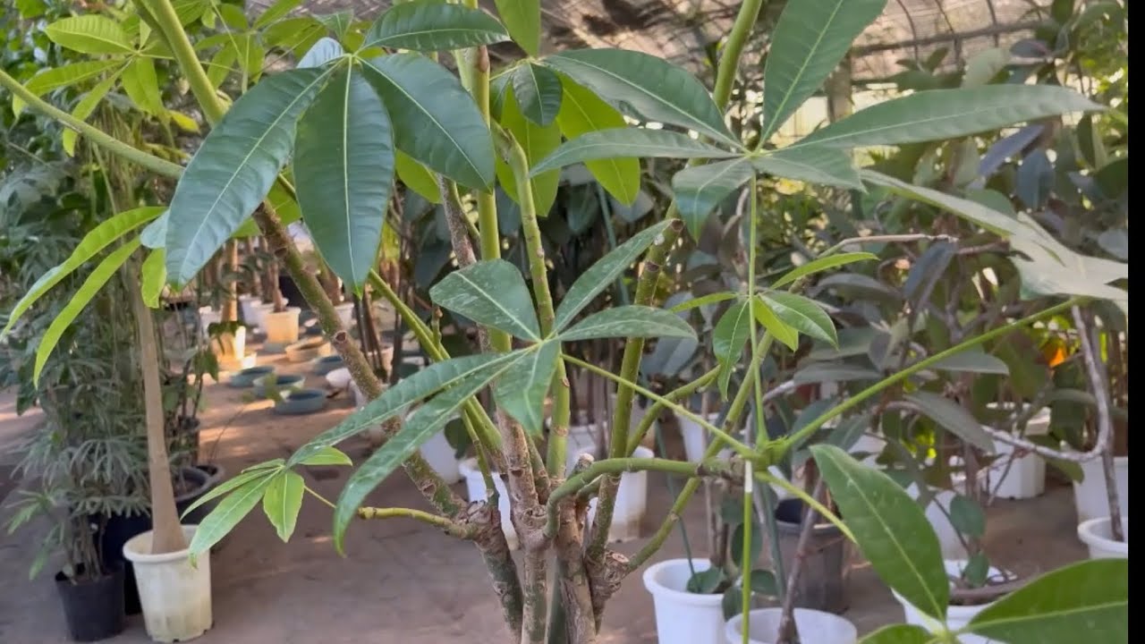 徒長したパキラのお洒落な再生の仕方。[パキラ再生番外編]