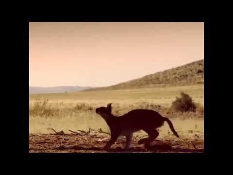 Caracal catching bird in mid-air!