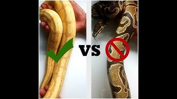 ???IS YOUR BALL PYTHON UNDERWEIGHT???