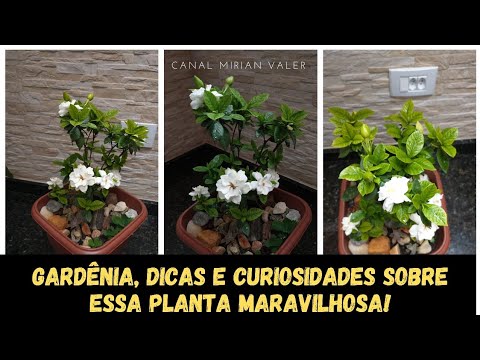 Vídeo: Deadheading Gardenias - Como matar um arbusto de gardênia para flores contínuas