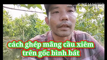 Cách ghép mãng cầu xiêm trên gốc bình bát.#water #agriculture #caygiong #plant