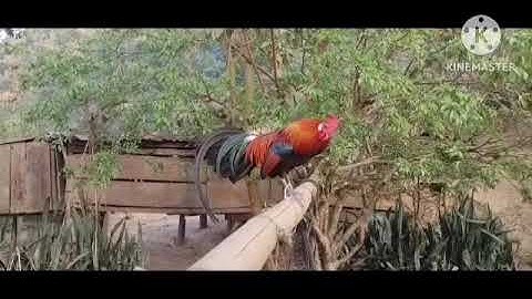 saib qaib dib dawb ntsej zoo nkauj heev cuab tuaj zoo heev 2024