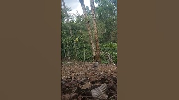 tutorial cara melatih burung kutilang pikat cengkramdi tanah #pikatkutilang #shorts #kicaumania
