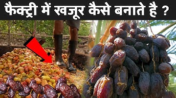 फैक्ट्री में खजूर कैसे बनाते है ? | Khajur Making Process In Hindi | Dates Making Process
