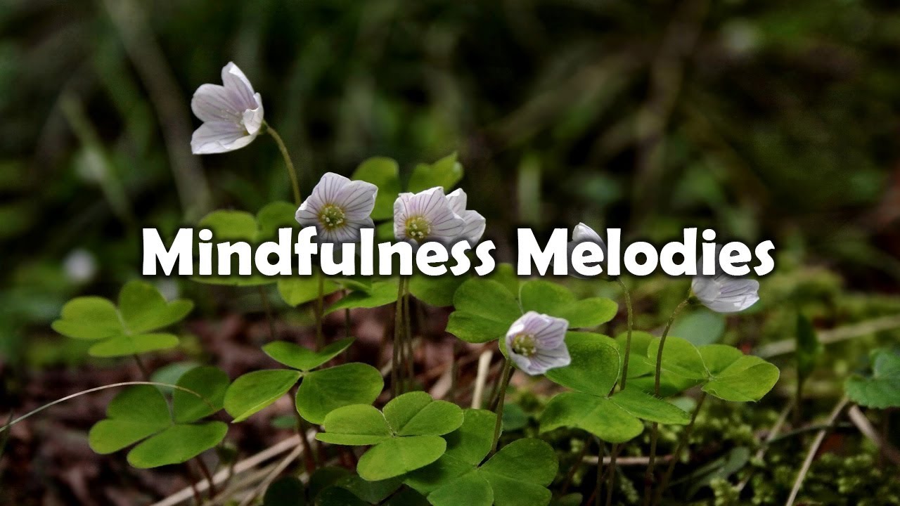 Soothing Meditation Music for Anxiety and Stress Relief | Apperception ...