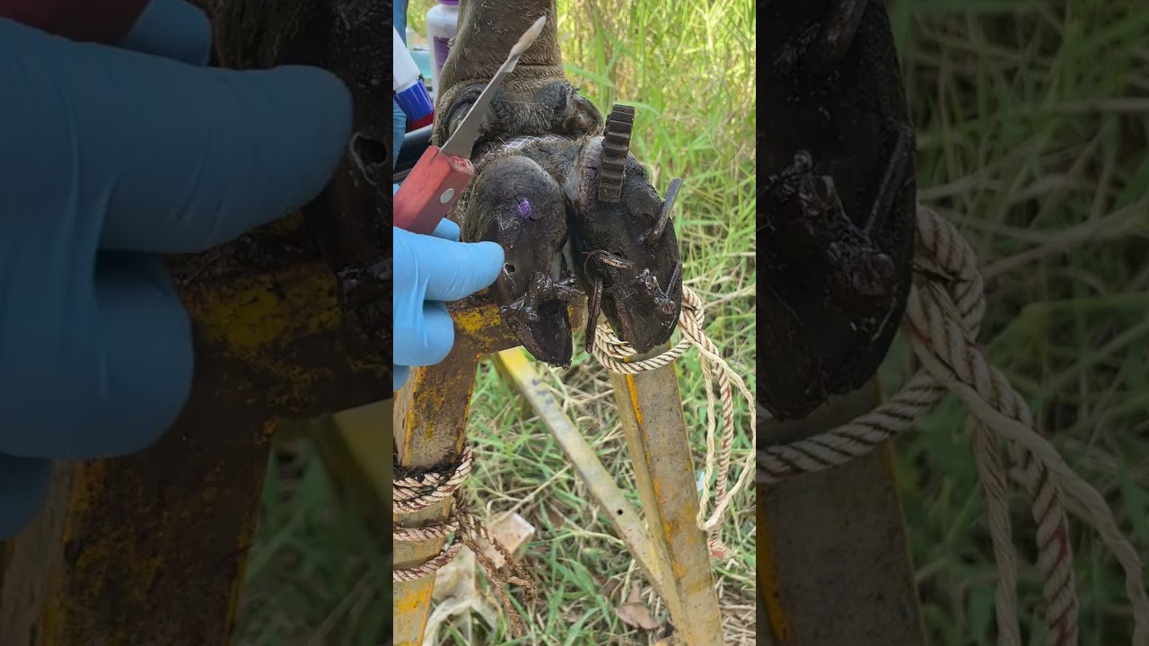 Satisfying Cow Hoof Rescue! Trim, Clean & Fix a Damaged Hoof Like a Pro